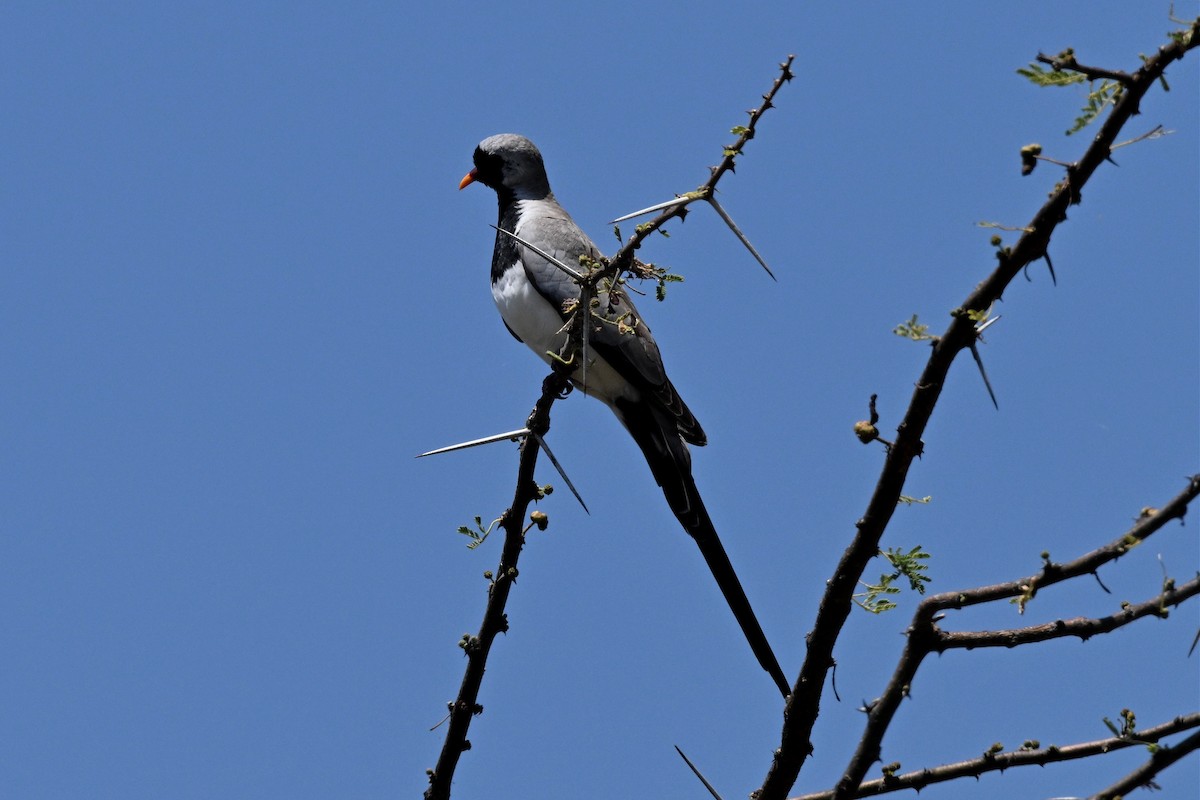 hrdlička kapská - ML647212557