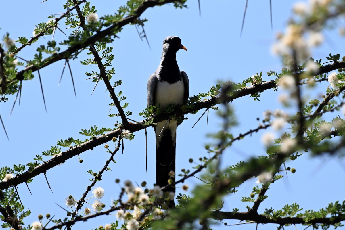 hrdlička kapská - ML647212558