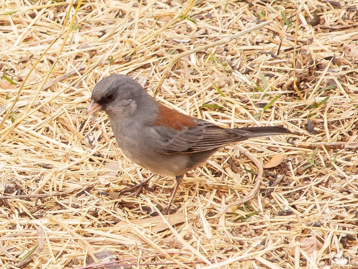 יונקו כהה-עין - ML647212559