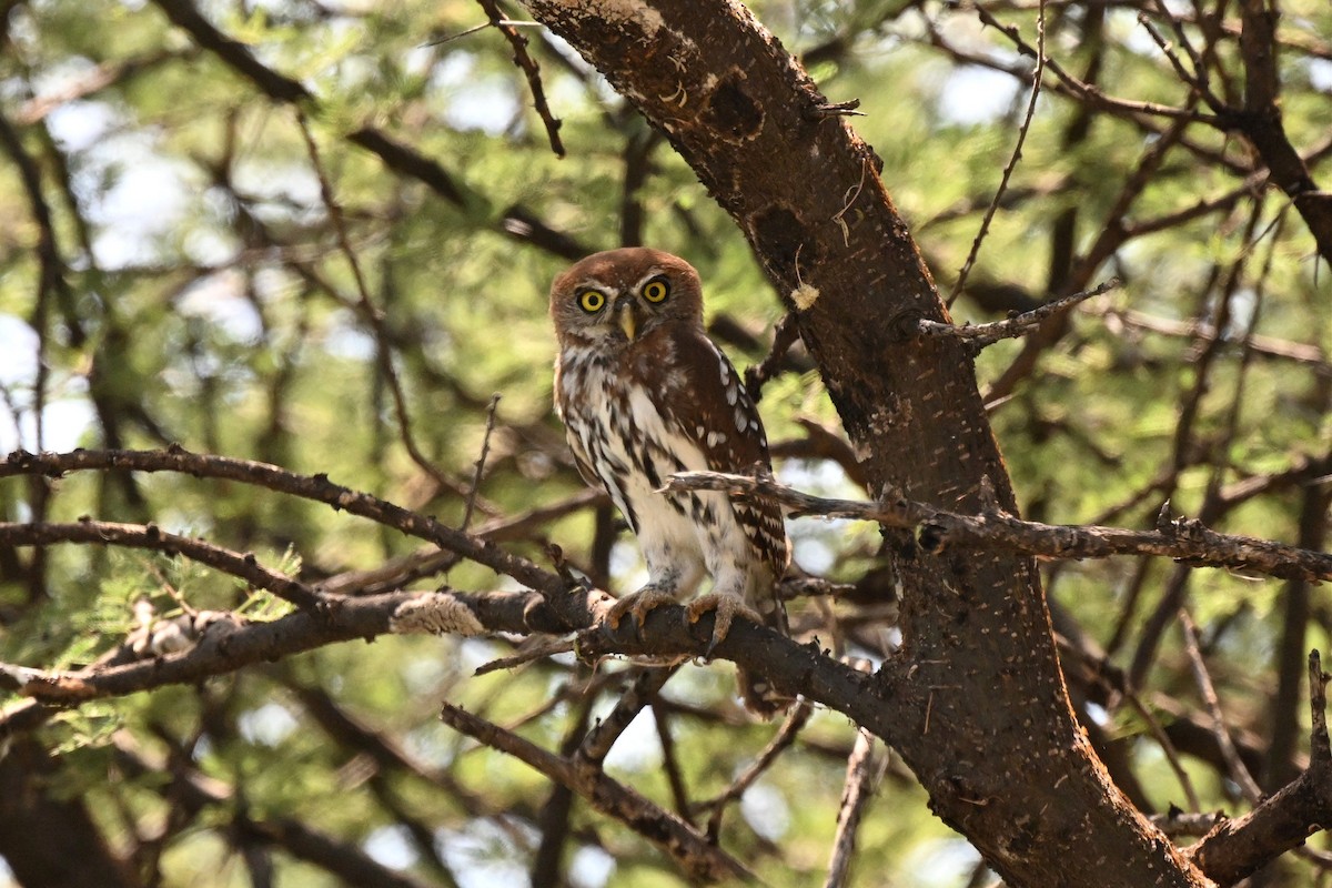Pearl-spotted Owlet - ML647212564