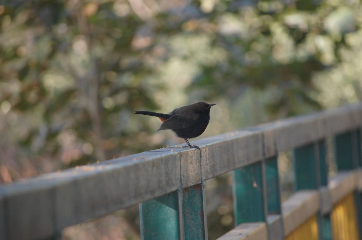 Indian Robin - ML647212566