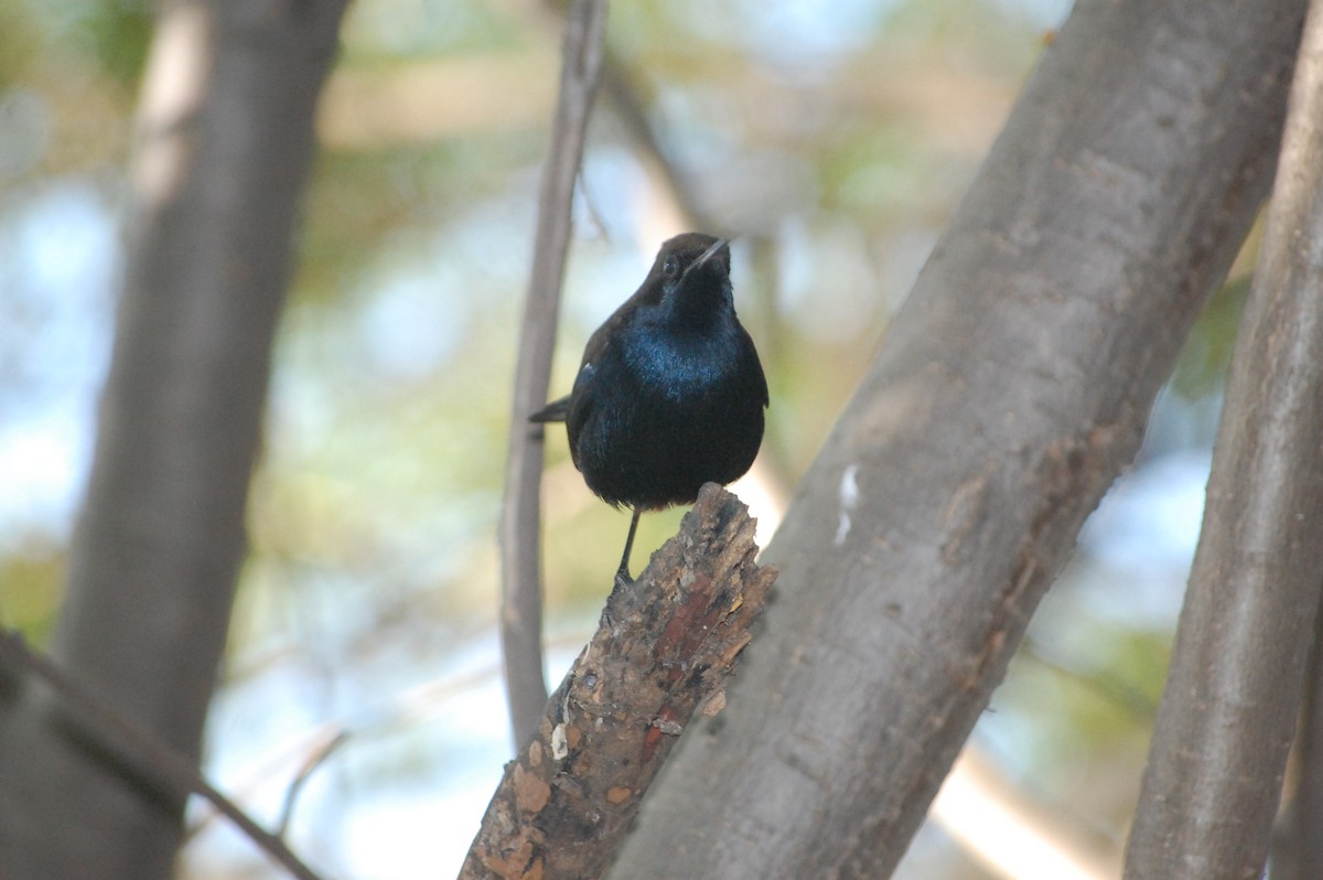 Indian Robin - ML647212567