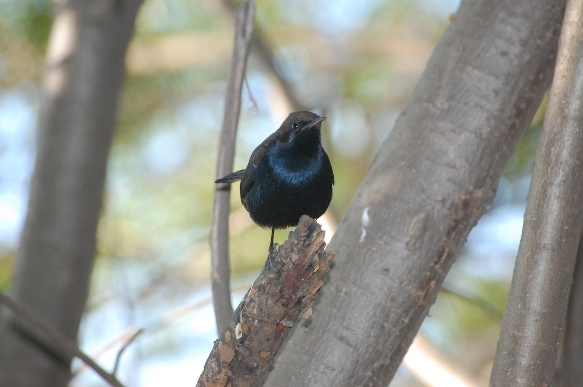 Indian Robin - ML647212568