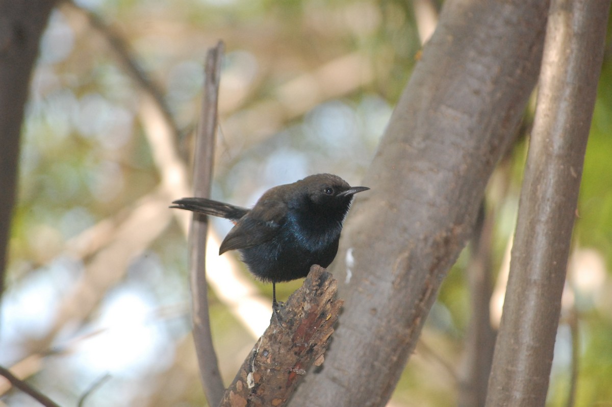 Indian Robin - ML647212569
