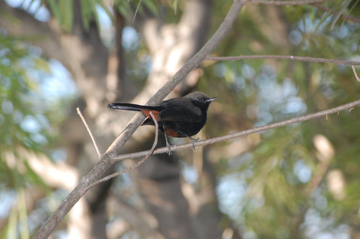 Indian Robin - ML647212571