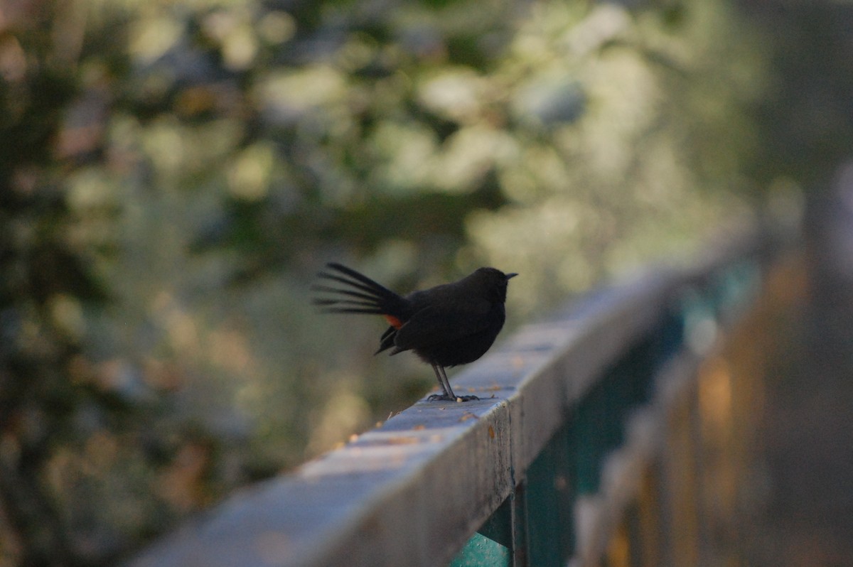 Indian Robin - ML647212572