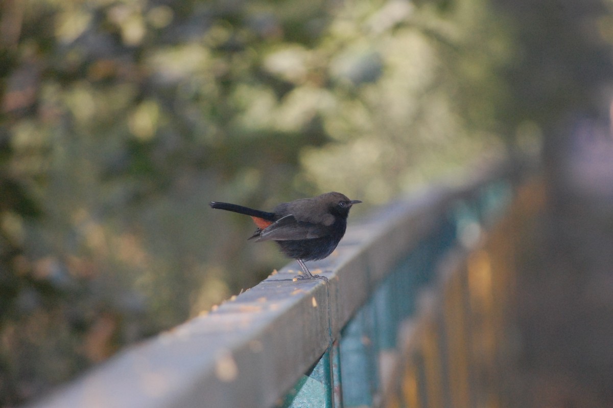 Indian Robin - ML647212573