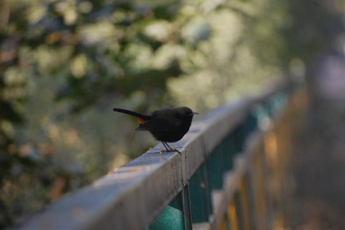 Indian Robin - ML647212574