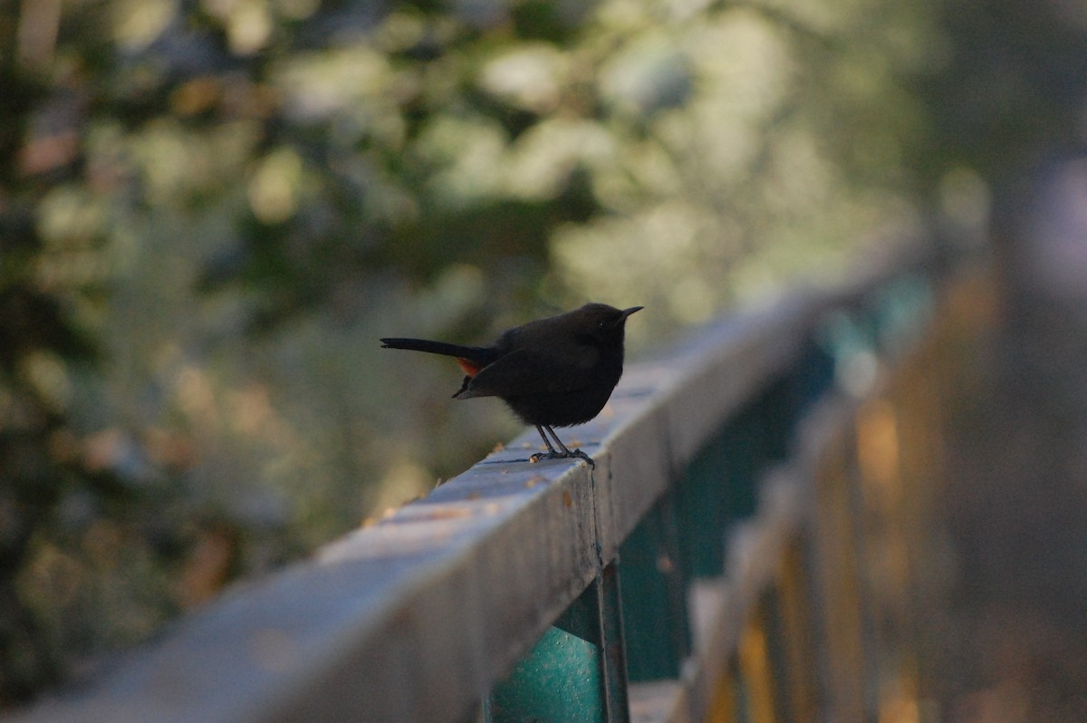 Indian Robin - ML647212575