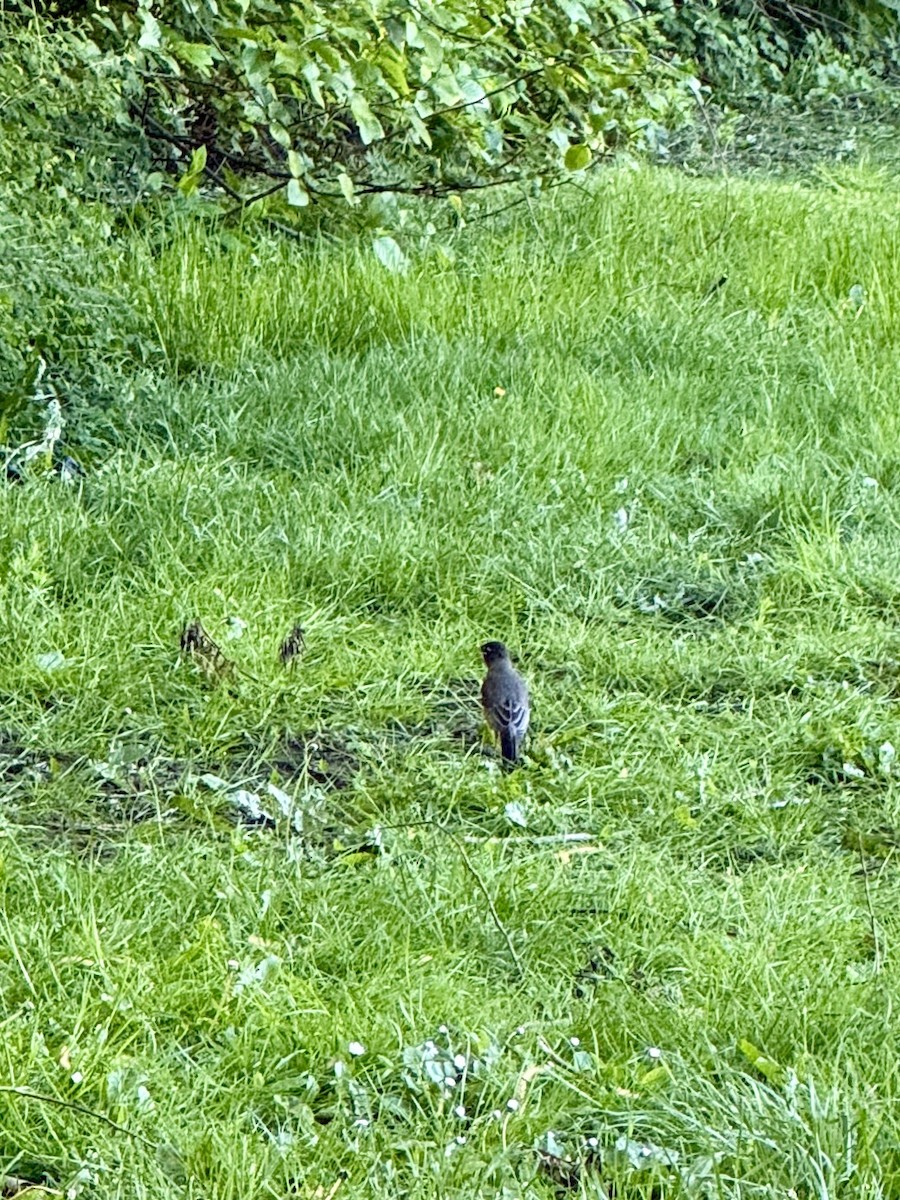 American Robin - ML647212577