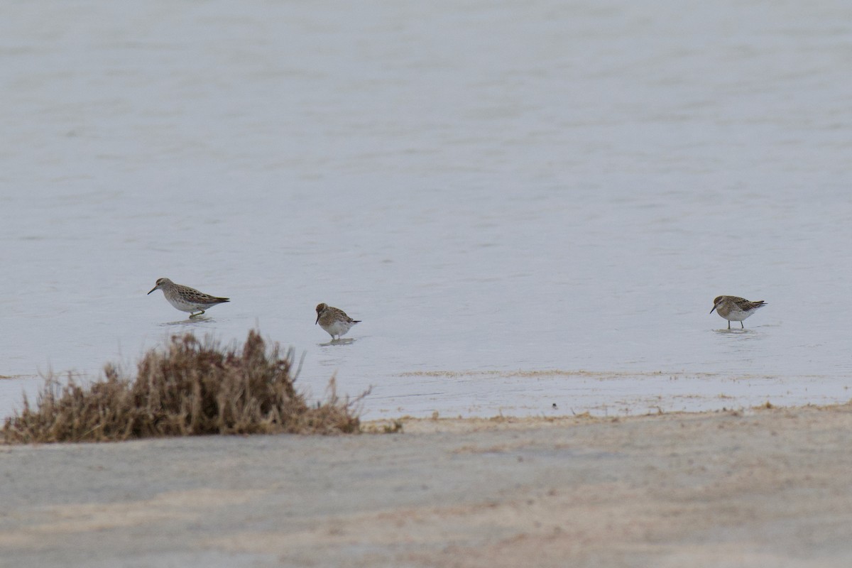 Sharp-tailed Sandpiper - ML647212578