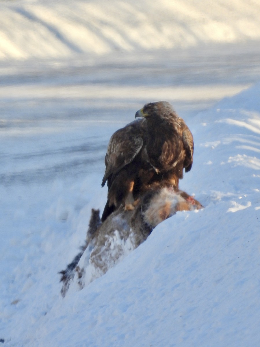 Aquila reale - ML647212579