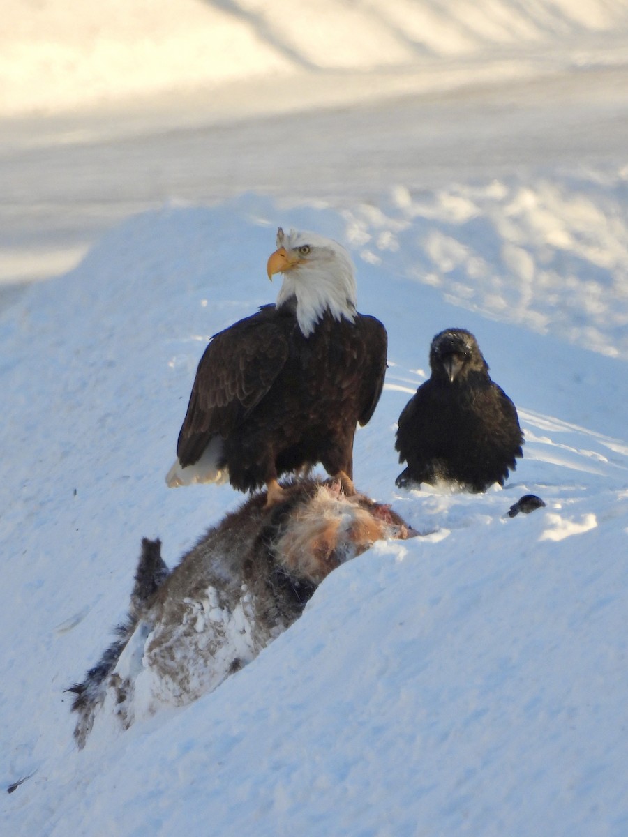 Pygargue à tête blanche - ML647212580