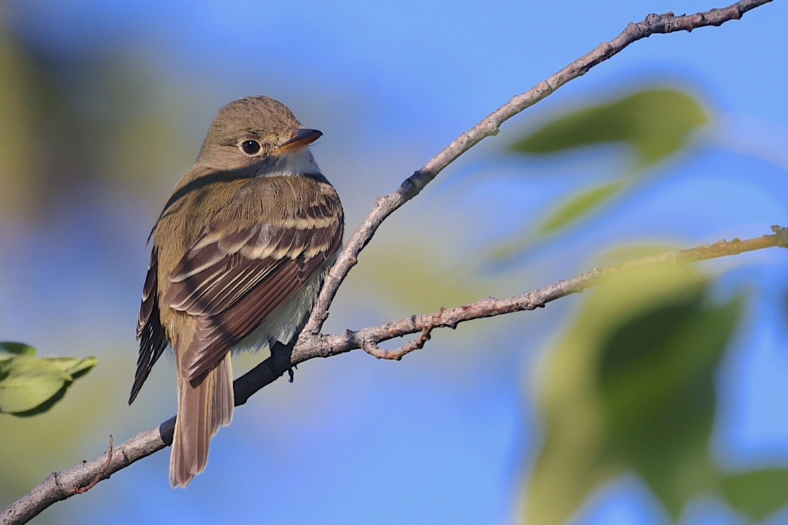 Alder Flycatcher - ML647212583