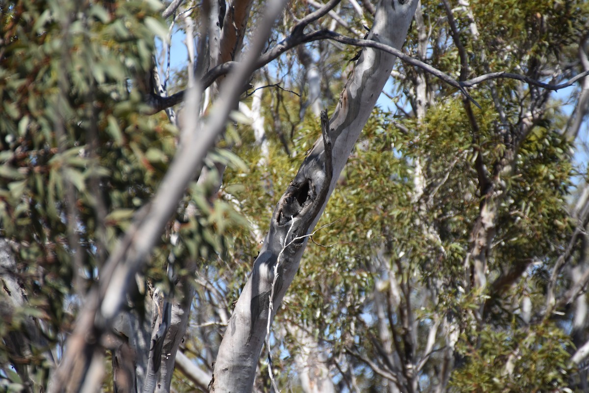 Australian Owlet-nightjar - ML647212584