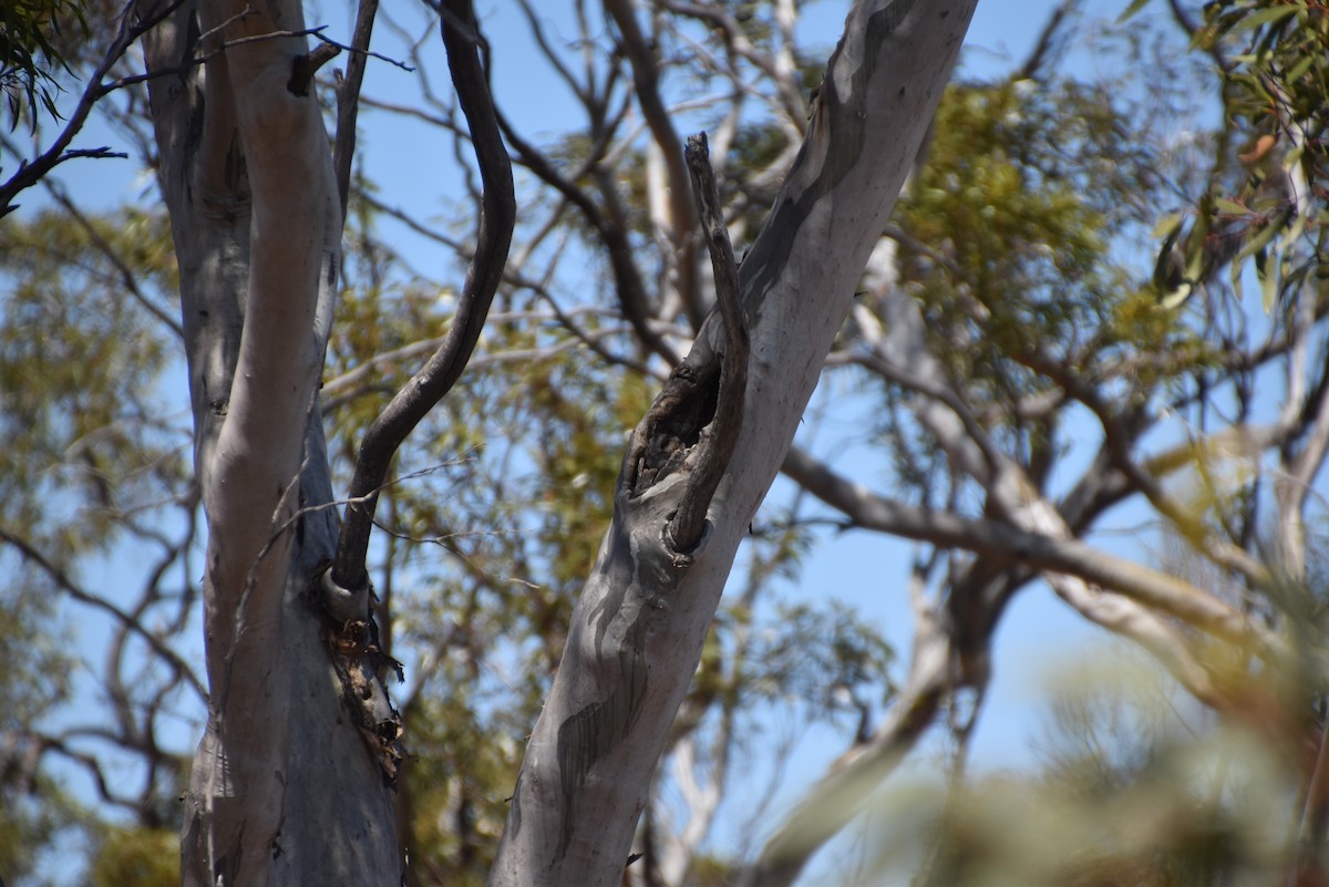 Australian Owlet-nightjar - ML647212585