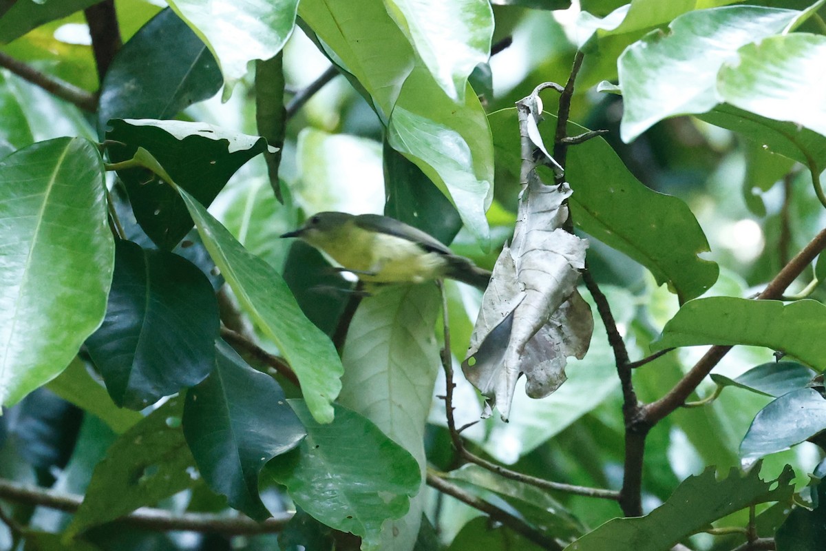 Fairy Gerygone (Fairy) - ML647212587