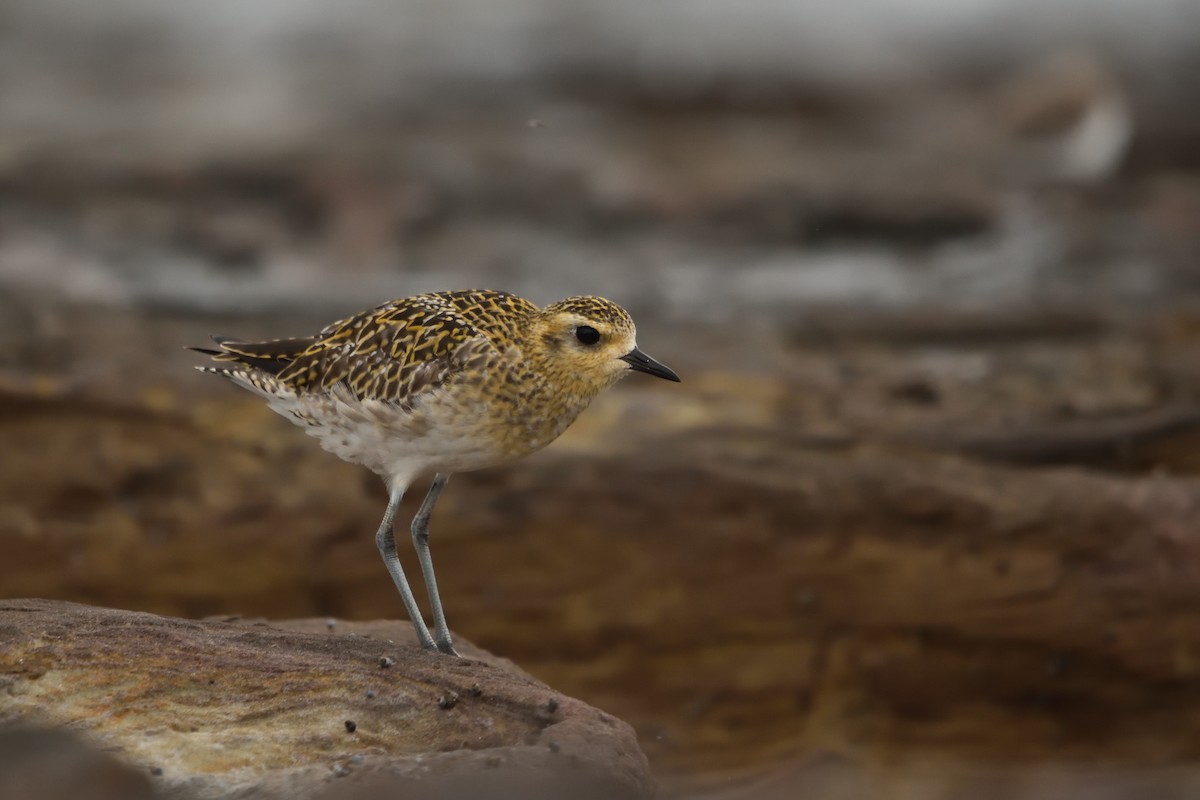 Pacific Golden-Plover - ML647212588