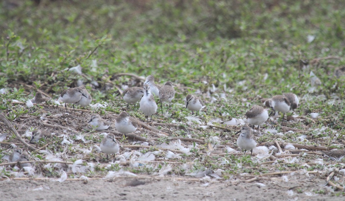 Western Sandpiper - ML647212589