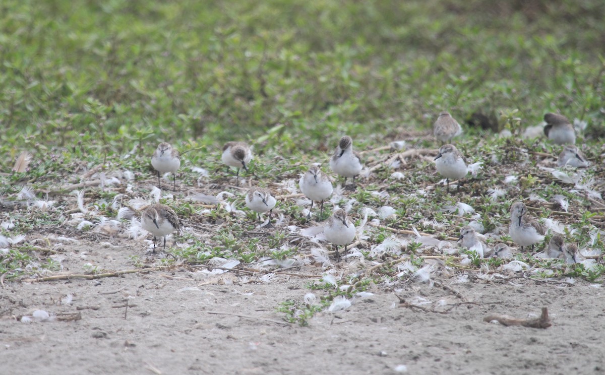 Western Sandpiper - ML647212590