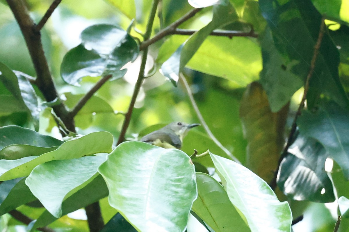 Fairy Gerygone (Fairy) - ML647212591