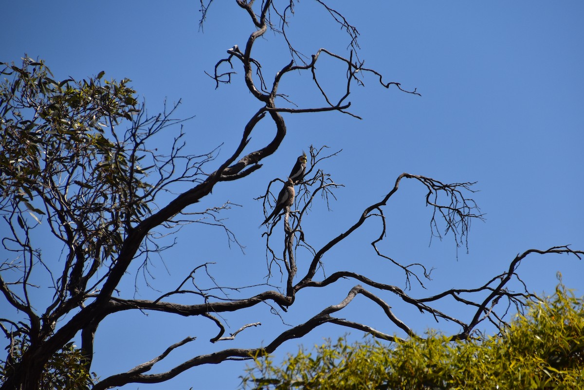 Cockatiel - ML647212592