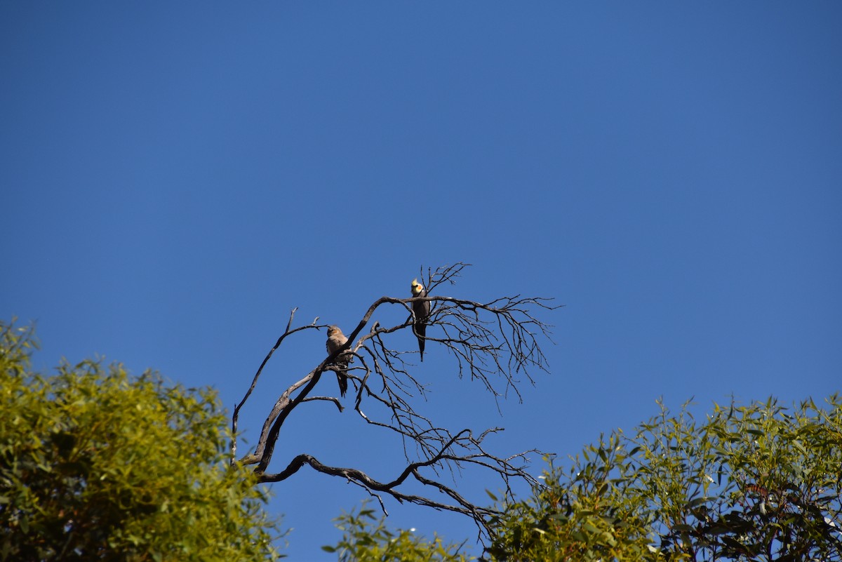 Cockatiel - ML647212593