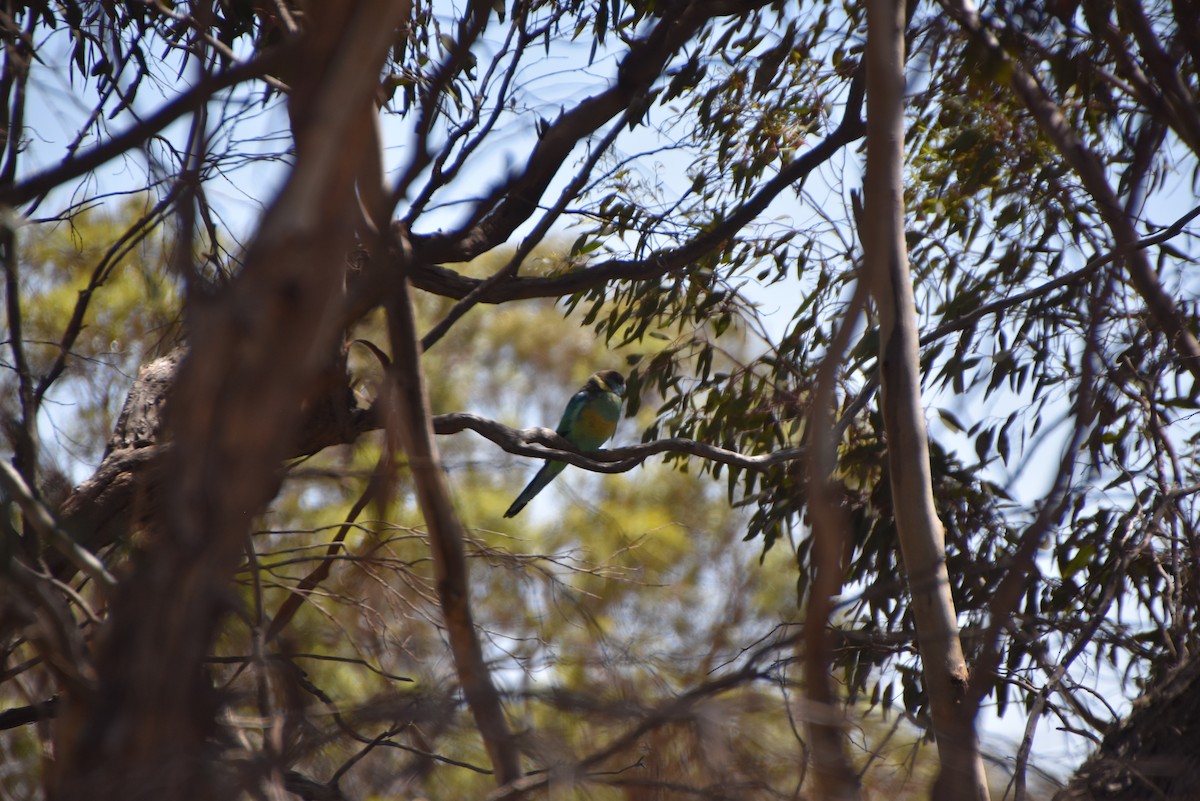 Australian Ringneck (Mallee) - ML647212594