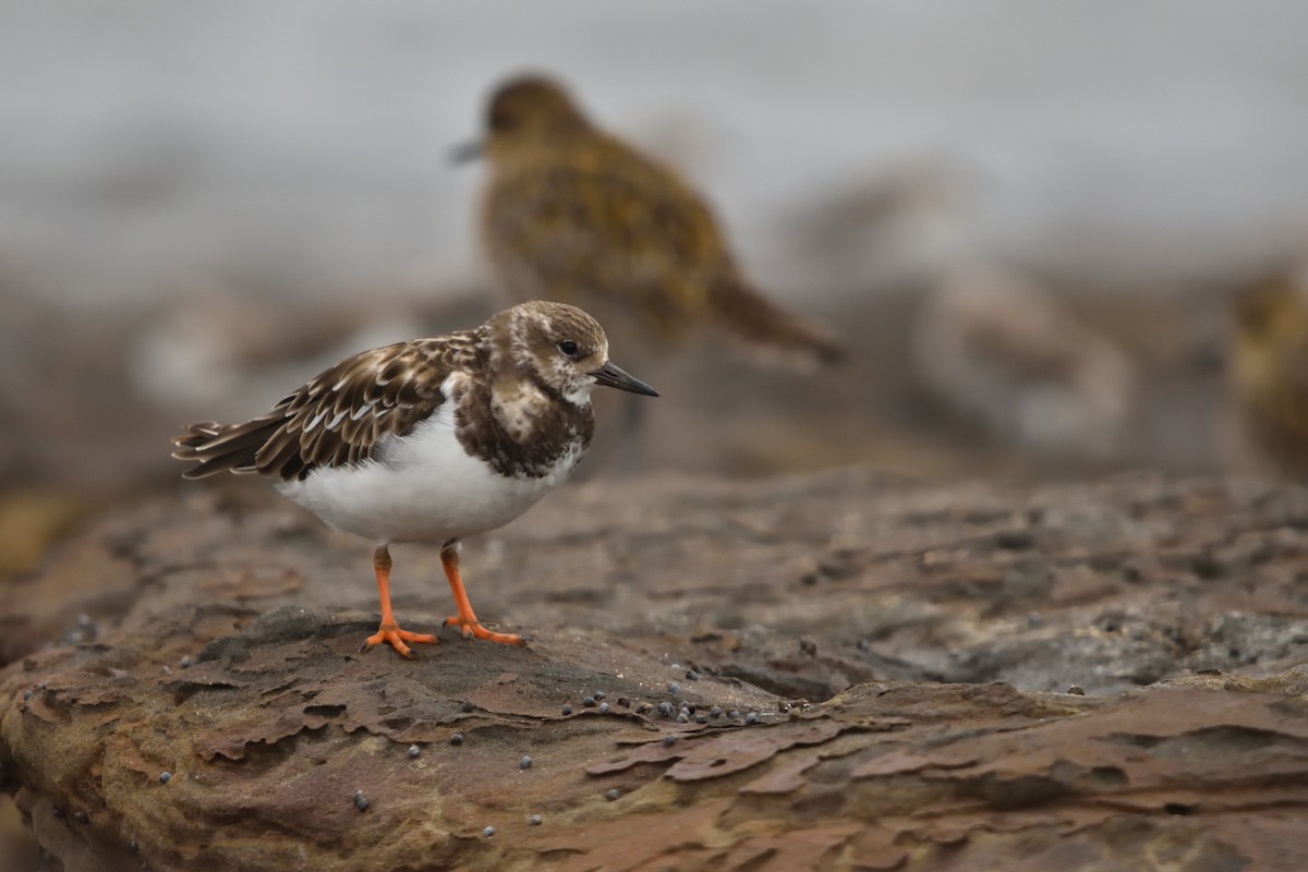 Ruddy Turnstone - ML647212595
