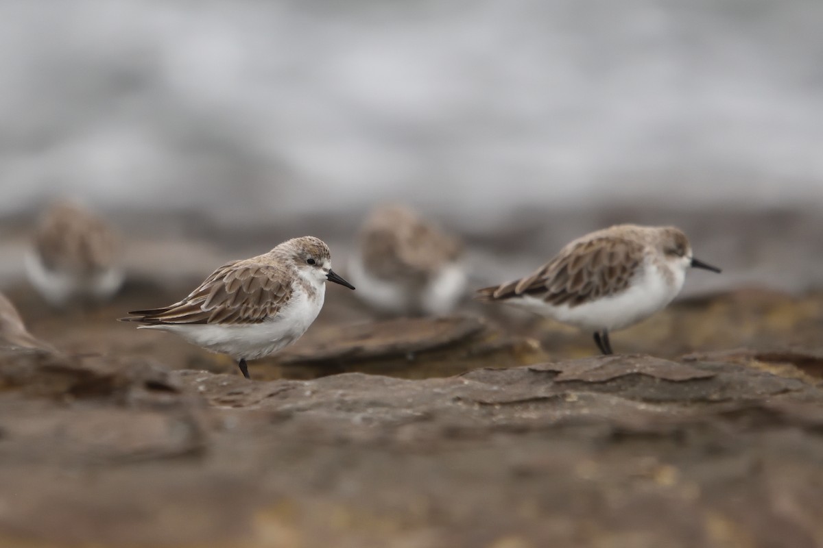 Red-necked Stint - ML647212596