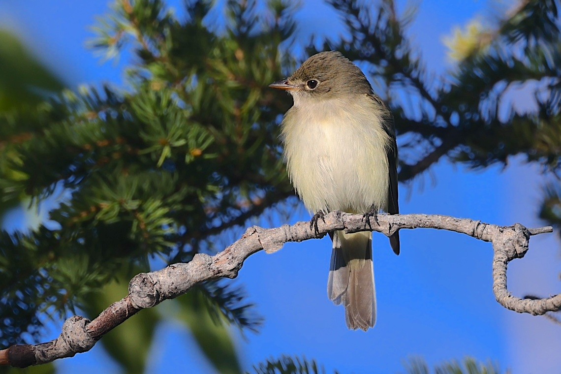 Alder Flycatcher - ML647212597