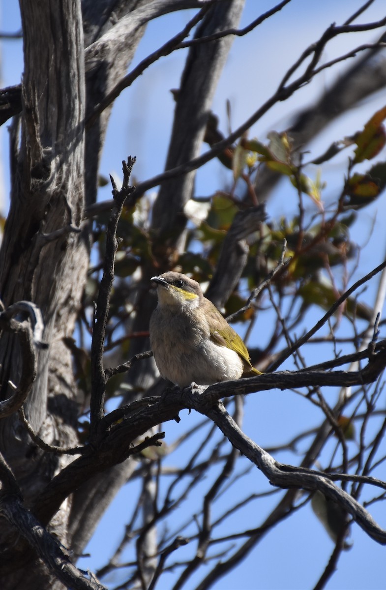 Singing Honeyeater - ML647212599