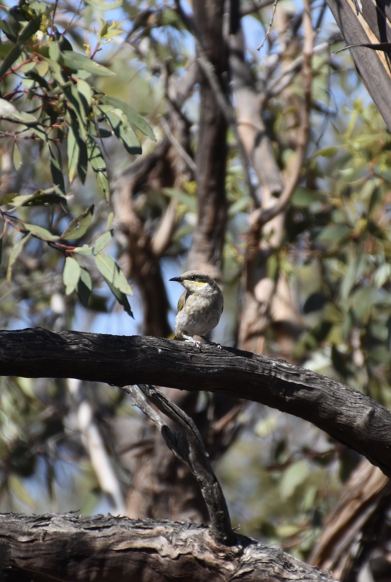 Singing Honeyeater - ML647212600