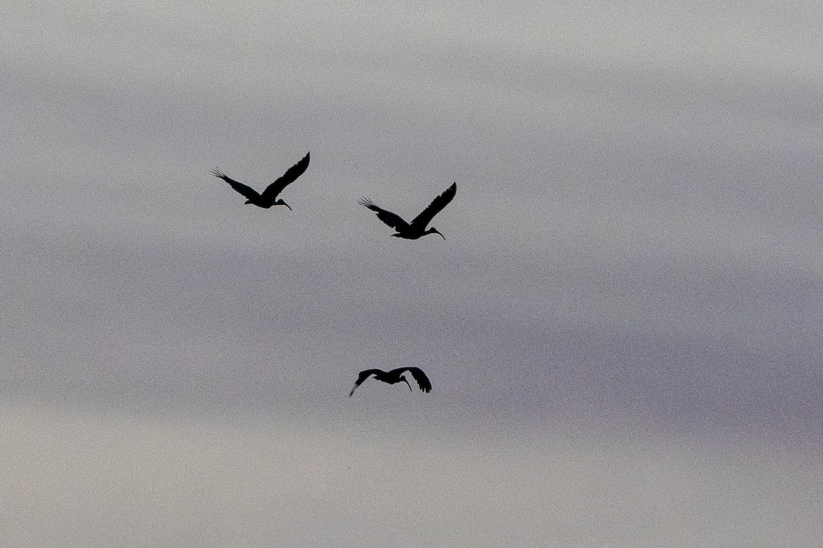 Giant Ibis - ML647212606