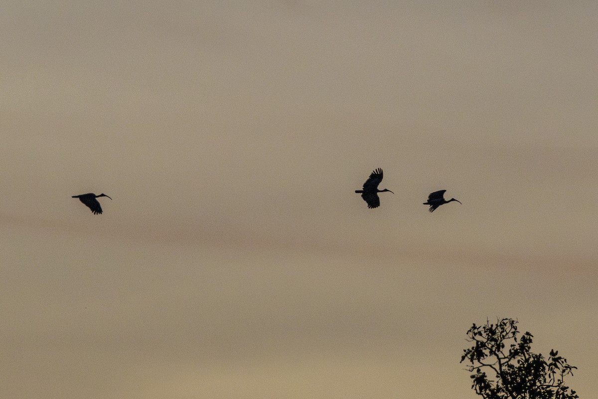 Giant Ibis - ML647212607