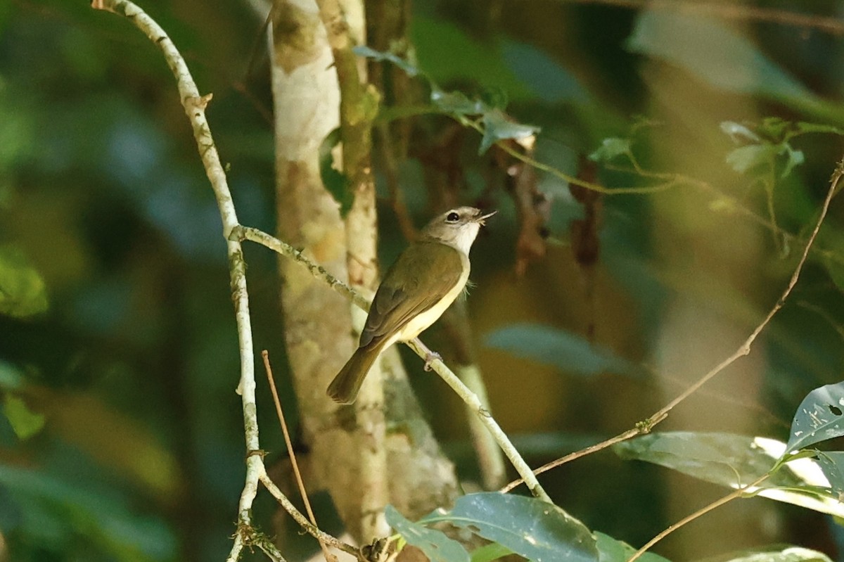 Gray Whistler - ML647212610