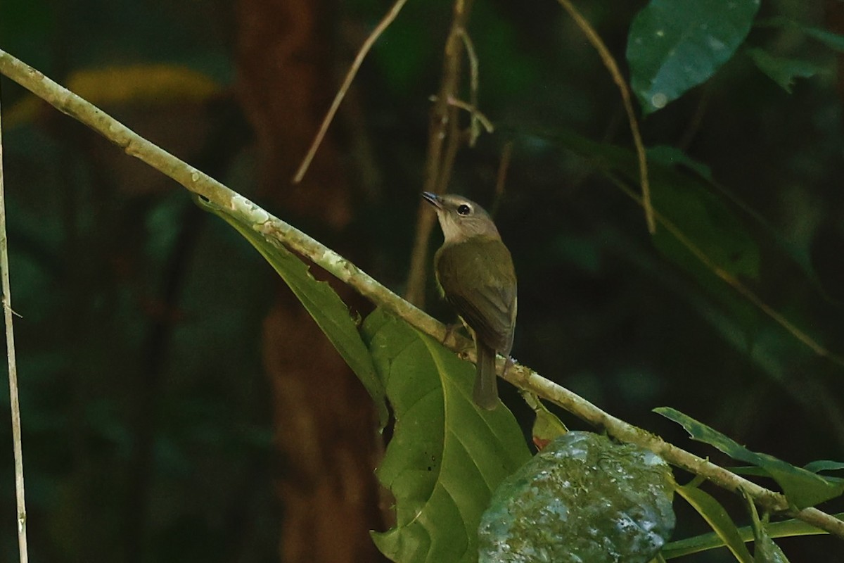 Gray Whistler - ML647212611