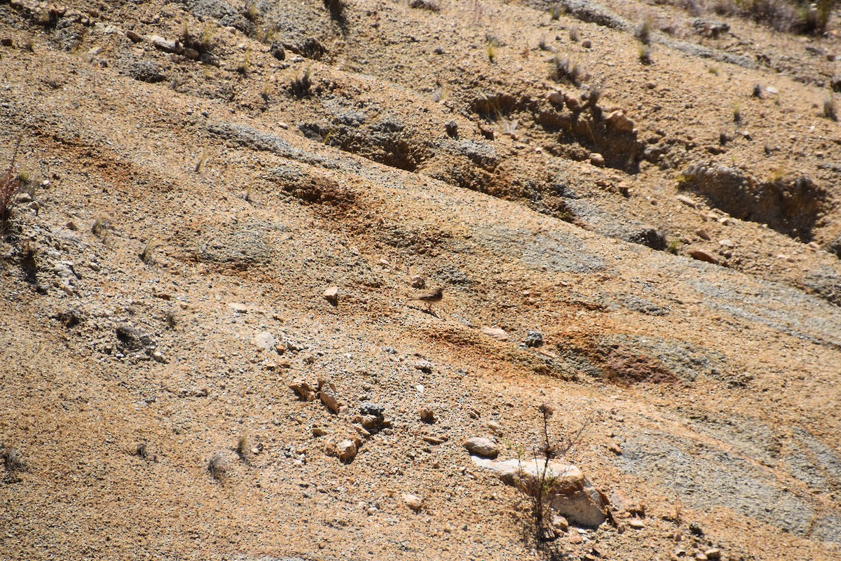 Australian Pipit - ML647212619