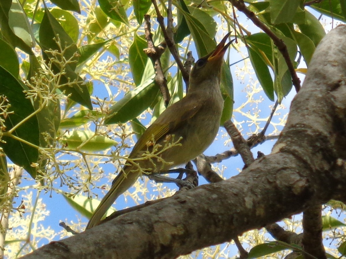 Brown Honeyeater - ML647212629