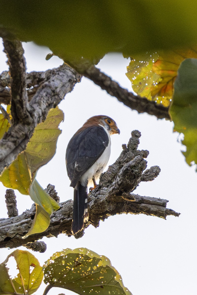 アジアコビトハヤブサ - ML647212639