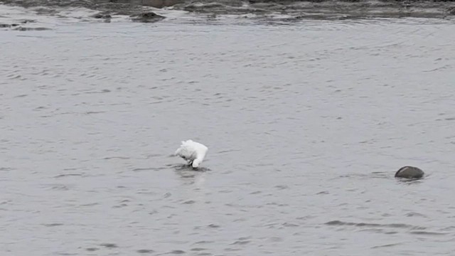 Black-faced Spoonbill - ML647212641