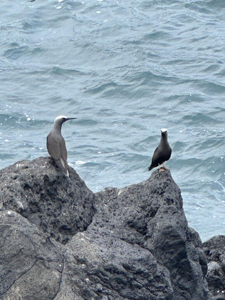 Black Noddy - ML647212665