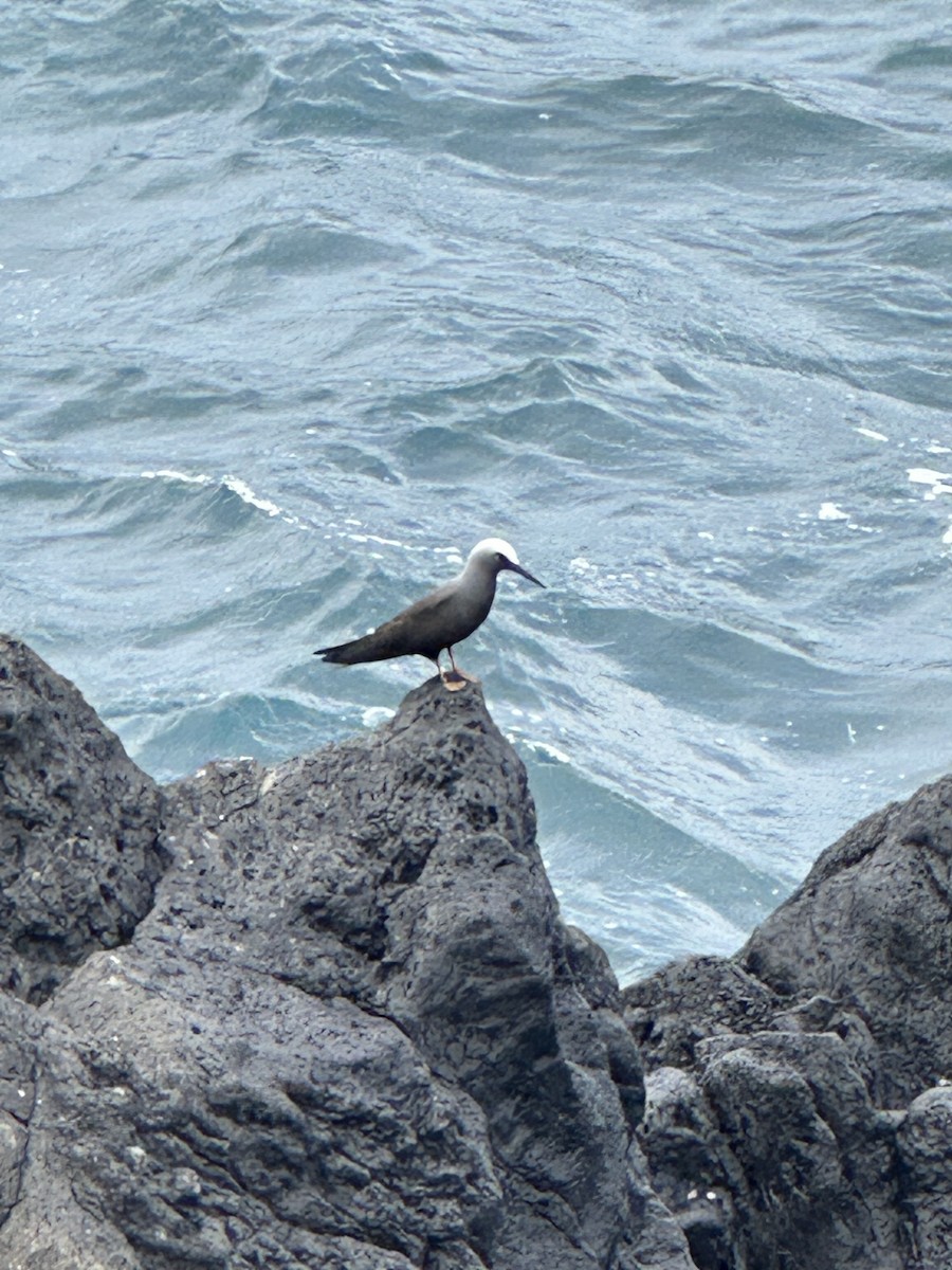 Black Noddy - ML647212666