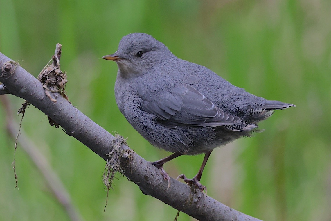 Mirlo Acuático Norteamericano - ML647212668