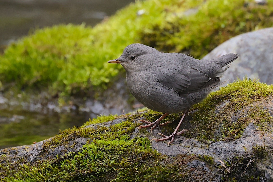Mirlo Acuático Norteamericano - ML647212669