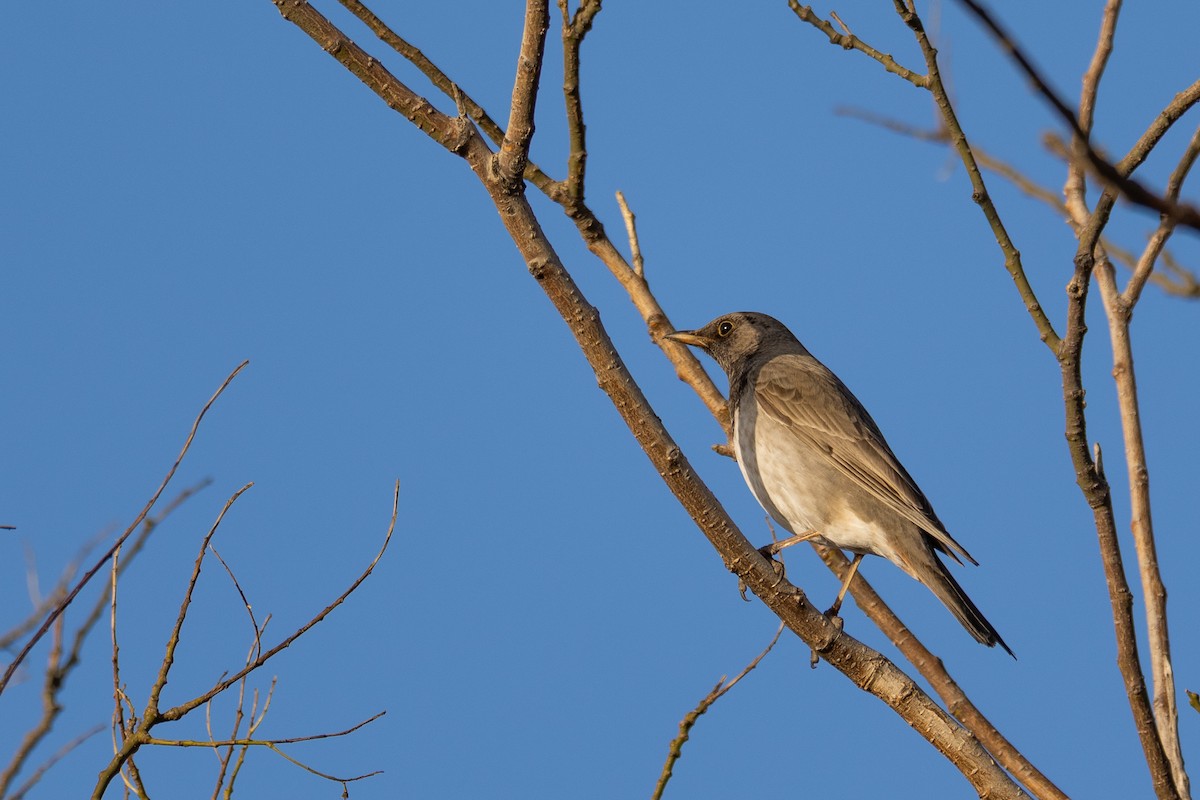 Black-throated Thrush - ML647212670