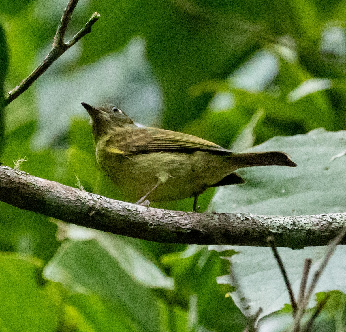 Olive-streaked Flycatcher - ML647212689