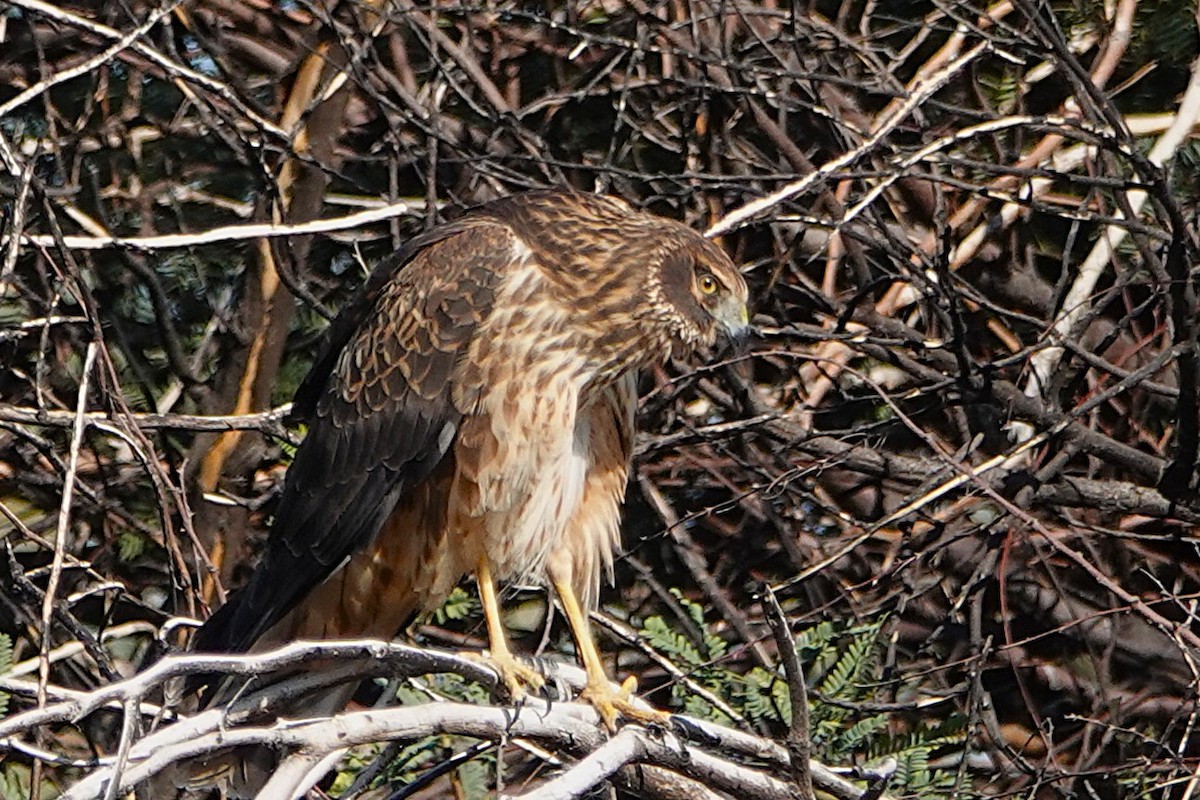 Aguilucho de Hudson - ML647212692