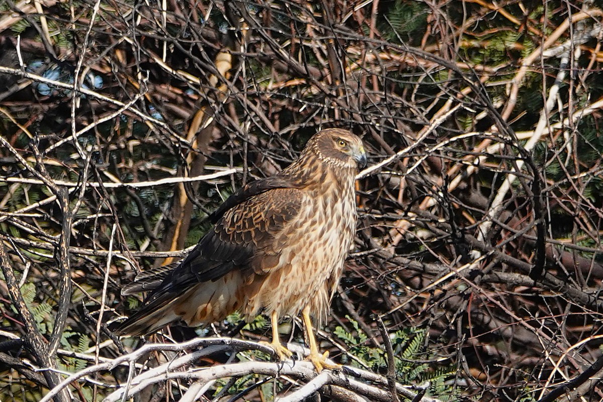 Aguilucho de Hudson - ML647212693