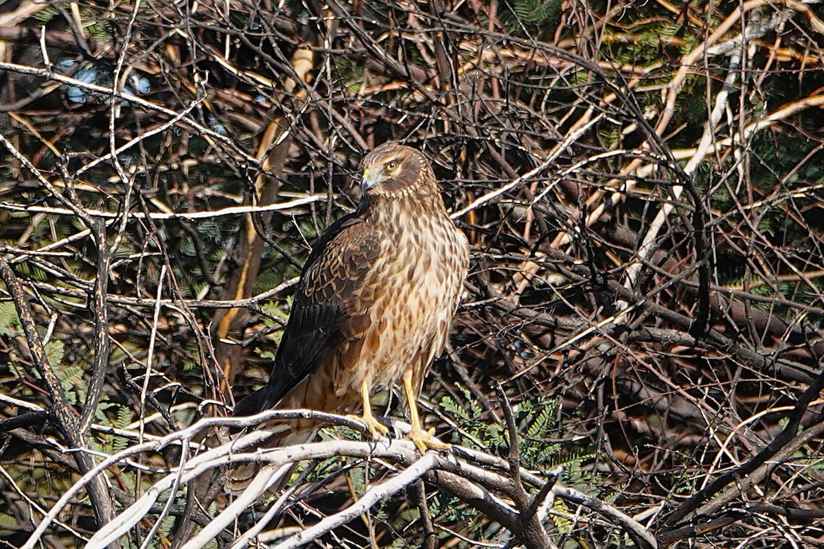 Aguilucho de Hudson - ML647212694